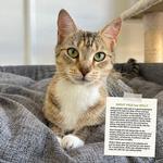2027 Rescue Cats Calendar alternate 1