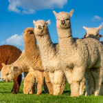 2026 Alpacas Calendar alternate 1