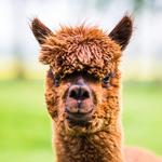 2027 Alpacas Calendar alternate 1