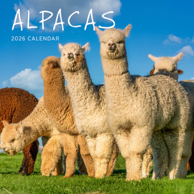 2026 Alpacas Calendar cover