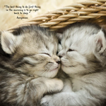2026 Cat Naps Calendar alternate 3