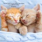2027 Cat Naps Calendar alternate 3