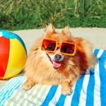 2027 Dogs on Vacation Calendar alternate 3