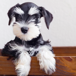 2026 Schnauzers Calendar alternate 3