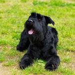 2027 Schnauzers Calendar alternate 3