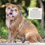 2026 Rescue Dogs Calendar alternate 3