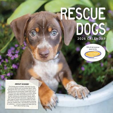 2026 Rescue Dogs Calendar cover