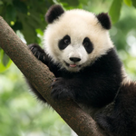 2026 Pandas Calendar alternate 3