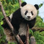 2027 Pandas Calendar alternate 3