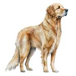 2026 Illustrated Dogs Calendar alternate 3