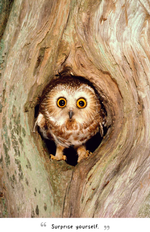2026 Wise Owls Diary alternate 3