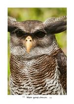 2027 Wise Owls Diary alternate 1
