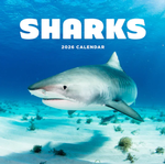 2026 Sharks Calendar thumbnail
