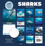 2026 Sharks Calendar alternate 1