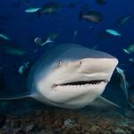 2027 Sharks Calendar alternate 3