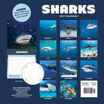 2027 Sharks Calendar alternate 1