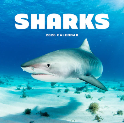 2026 Sharks Calendar cover
