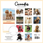 2026 Cavoodles Calendar alternate 1