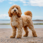 2026 Cavoodles Calendar alternate 3