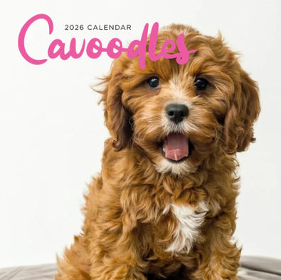2026 Cavoodles Calendar cover