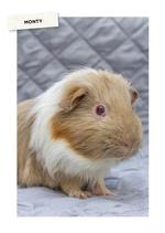 2026 Rescue Pets Diary alternate 3