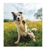 2027 Rescue Pets Diary alternate 2