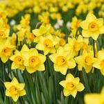 2026 Daffodils Cancer Council Calendar alternate 3
