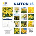 2026 Daffodils Cancer Council Calendar alternate 1