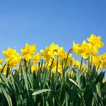 2027 Daffodils Cancer Council Calendar alternate 3