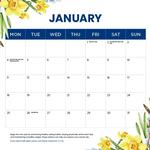 2027 Daffodils Cancer Council Calendar alternate 2
