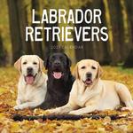 2027 Labrador Retriever Calendar