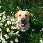 2026 Labrador Retriever Calendar alternate 3