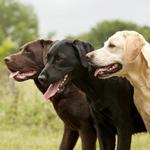 2027 Labrador Retriever Calendar alternate 3