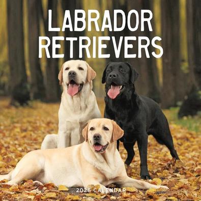 2026 Labrador Retriever Calendar cover