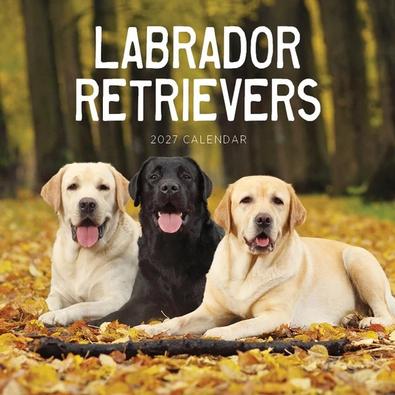 2027 Labrador Retriever Calendar cover