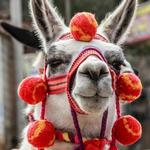 2027 Fashion Llamas Calendar alternate 3