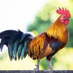 2026 Colourful Chick Calendar alternate 3