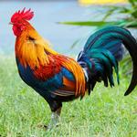 2027 Colourful Chick Calendar alternate 3