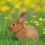 2027 Bunnies Calendar alternate 3