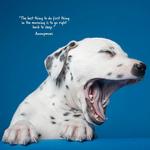 2027 Dogs Yawning Calendar alternate 3