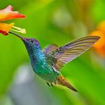 2027 Hummingbirds Calendar alternate 3