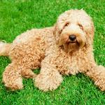 2027 Labradoodles Calendar alternate 3