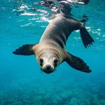 2027 Seals and Sea Lions Calendar alternate 3