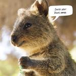 2027 The Happy Quokka Calendar alternate 3
