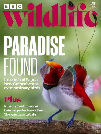 BBC Wildlife Magazine digital cover