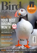 Bird Watching