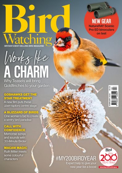 Bird Watching digital cover