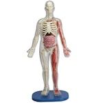 Squishy Human Body alternate 1