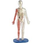 Squishy Human Body alternate 2