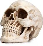 Realistic Human Adult Skull Replica Model thumbnail